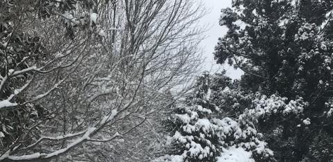 Snow lightly drapes the trees. 